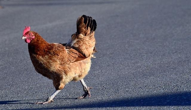 Chicken road 2, chicken road 2 demo