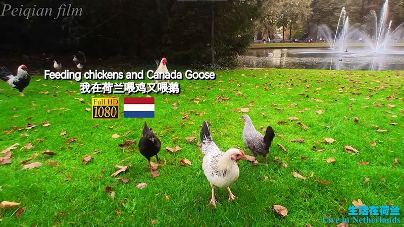 Chicken road nederland in Netherlands Chicken road nederland in Netherlands